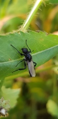 Bibio hortulanus