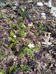 Cardamine graeca