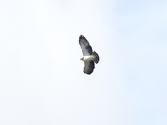 Buteo brachyurus