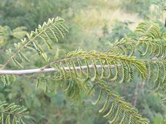 Albizia harveyi