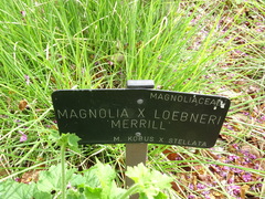 Magnolia loebneri