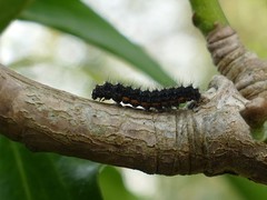Eilema lurideola
