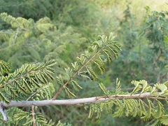 Albizia harveyi
