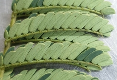 Albizia harveyi