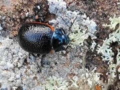 Chrysolina lucidicollis