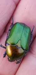 Protaetia cuprea ignicollis