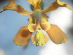 Encyclia diota
