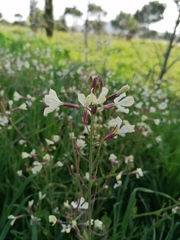 Diplotaxis erucoides