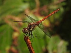 Sympetrum nigrifemur