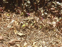 Aspidoscelis motaguae