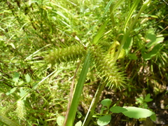 Carex lurida
