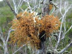 Teloschistes capensis