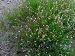 Eleocharis acicularis