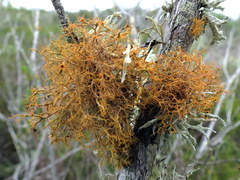 Teloschistes capensis