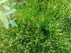 Eleocharis acicularis