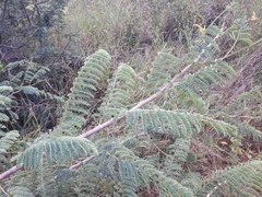 Albizia harveyi