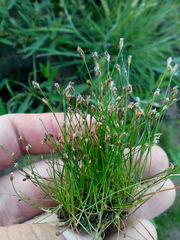 Eleocharis acicularis