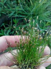 Eleocharis acicularis