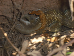 Aspidoscelis motaguae