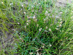 Eleocharis acicularis