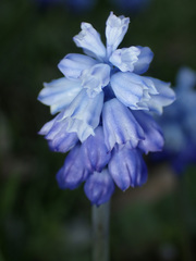Muscari azureum