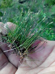 Eleocharis acicularis