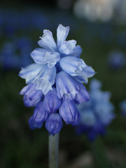 Muscari azureum