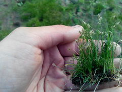 Eleocharis acicularis