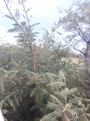 Albizia harveyi