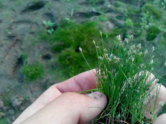 Eleocharis acicularis