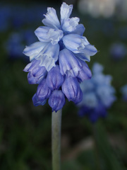 Muscari azureum