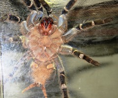 Aphonopelma seemanni