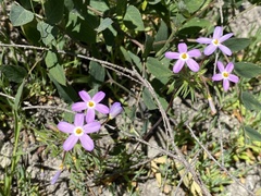 Leptosiphon androsaceus