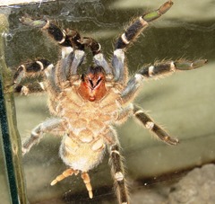 Aphonopelma seemanni