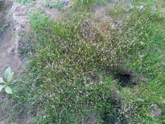 Eleocharis acicularis