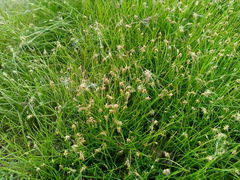 Eleocharis acicularis