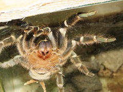 Aphonopelma seemanni