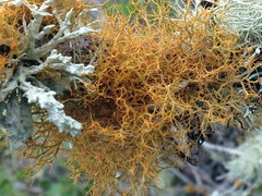 Teloschistes capensis