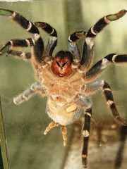 Aphonopelma seemanni