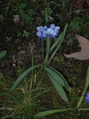 Muscari azureum