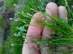 Eleocharis acicularis