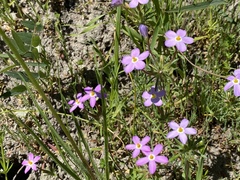Leptosiphon androsaceus