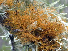 Teloschistes capensis