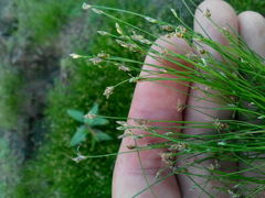 Eleocharis acicularis