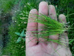 Eleocharis acicularis