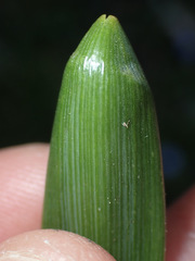 Muscari azureum