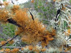 Teloschistes capensis