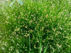 Eleocharis acicularis