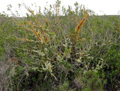 Teloschistes capensis