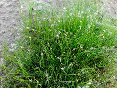 Eleocharis acicularis